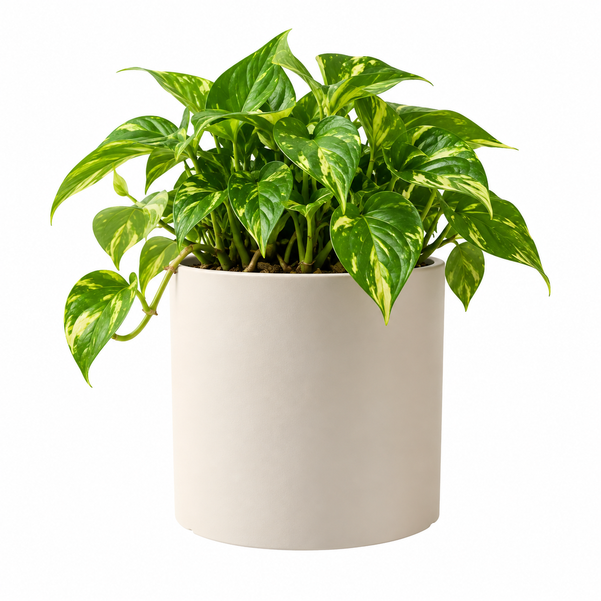 Rovena Ceramic Cylinder Plant Pot Ø-14 CM X H-14 CM Without Tray Caelvorne