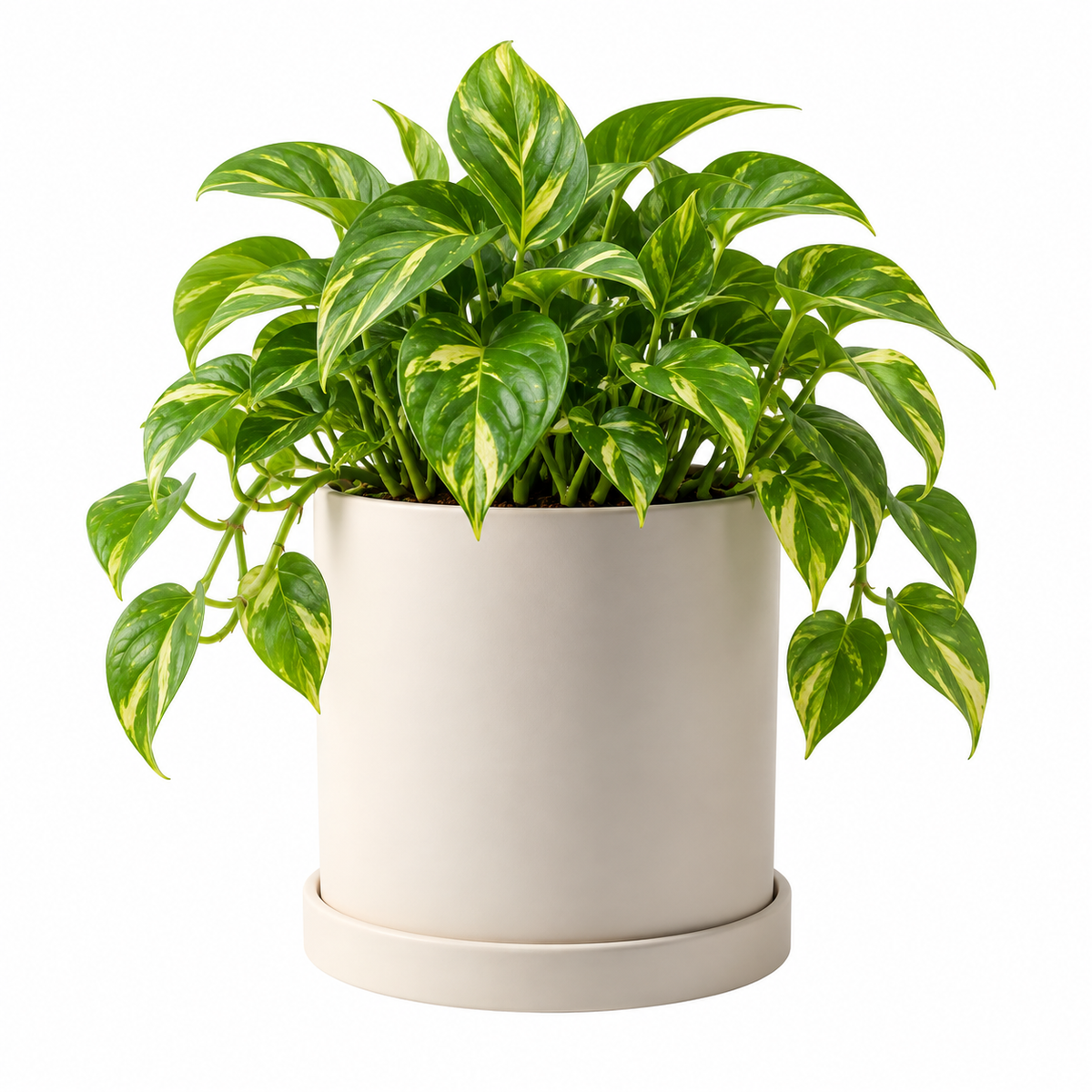 Rovena Ceramic Cylinder Plant Pot Ø-14 CM X H-14 CM With Tray Caelvorne