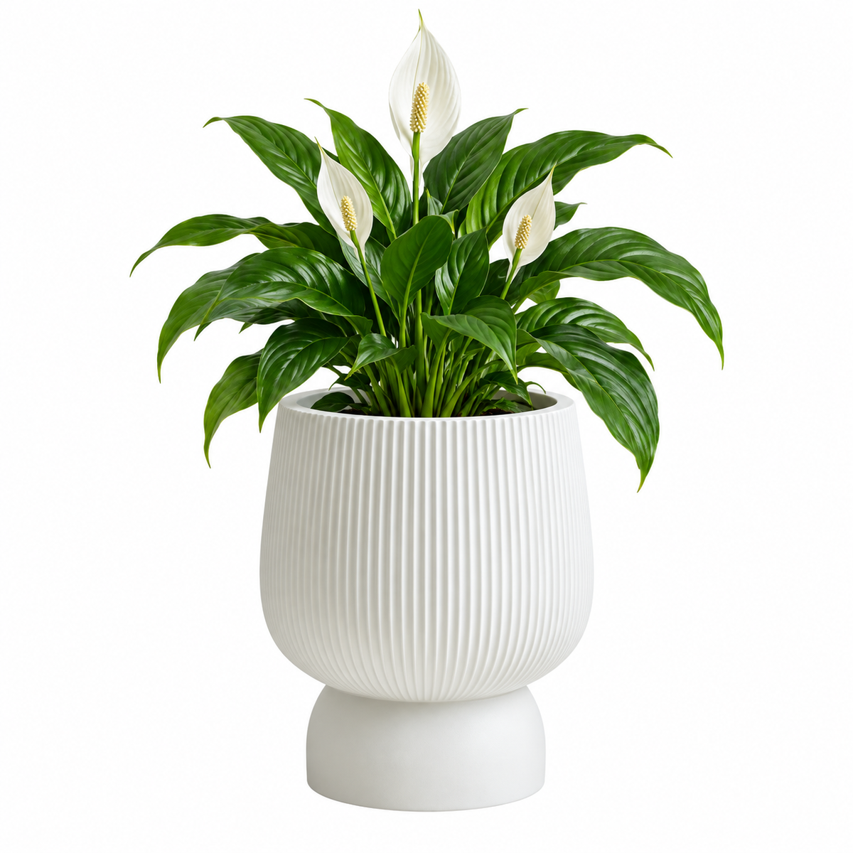 Lavelle Fluted Pedestal Plant Pot Caelvorne