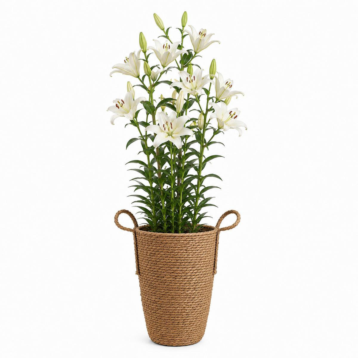 Folvia Tall Handled Basket Planter Caelvorne