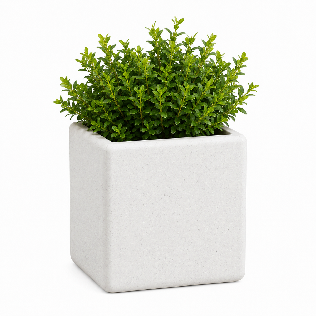 Kubivo Nordic Minimalist Plant Pot Caelvorne