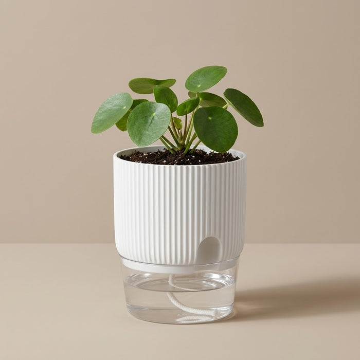 Ondelle Self-Watering Indoor Plant Pot Caelvorne