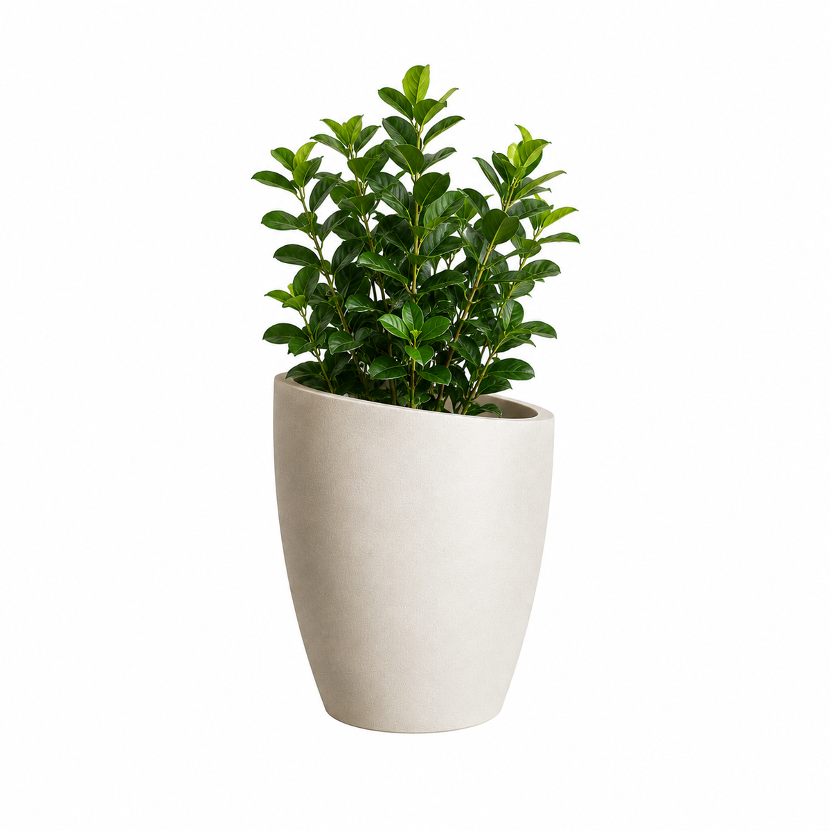 Slanto Angled Rim Tall Plant Pot Caelvorne