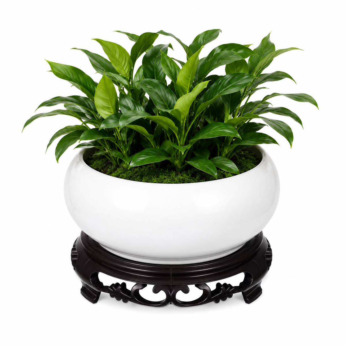 Vurita Round Hydroponic Bowl Plant Pot Caelvorne